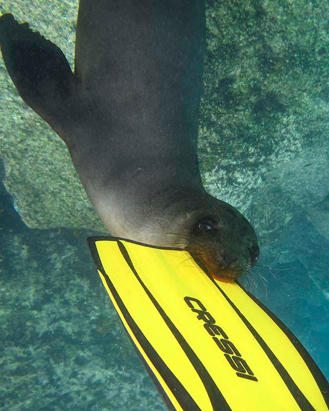 Sea Lions biting our fins - Sante Fe © Annika Fredriksson